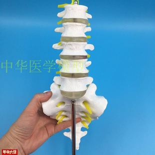 腰椎带尾骨d模型腰椎模型骨骼模型五节腰椎脊柱模型脊椎模型