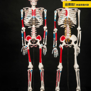 人.体骨骼模型85CM骨架模型人体脊柱模型脊椎模型医学骨骼骷