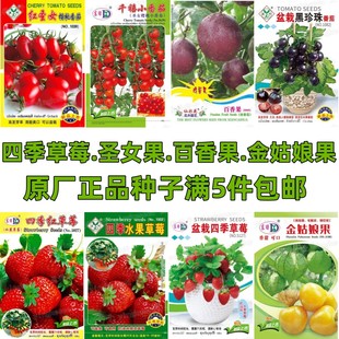 水果种子草莓种子红圣女果种子小番茄樱桃番茄瀑布番茄种籽 四季