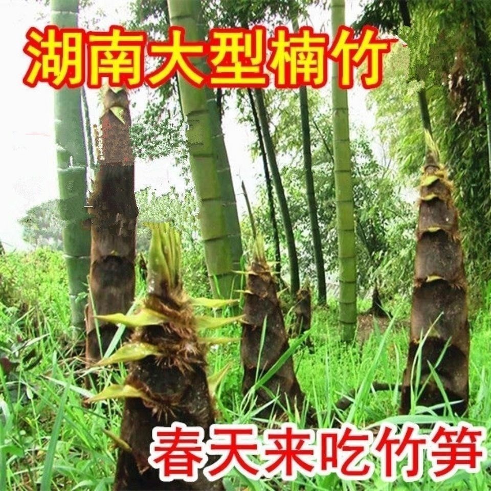 雷竹食用竹笋种子 楠竹刚竹种子 四季 竹子 青竹苗籽 大型毛竹种子