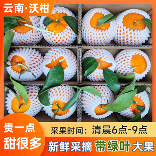 云南宾川沃柑新鲜水果当季 整箱柑橘桔子砂糖甜10斤 带绿叶采摘 包邮