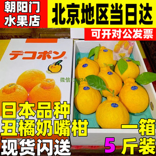 日本品种大分凸嘴柑1盒新鲜大橘子清甜丑橘奶嘴柑孕妇水果顺丰