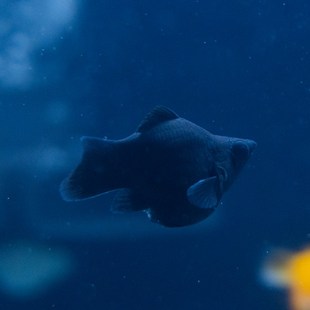 黑白玛丽鱼活体皮球怀孕代孕小型B热带鱼下崽狂魔成体好养活胎生