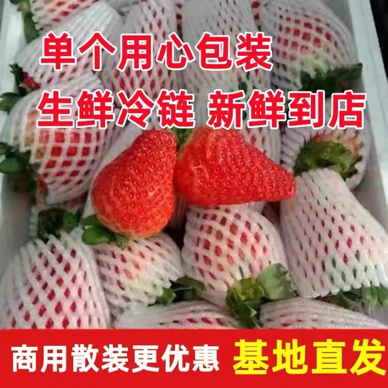 基地直发茶饮现货烘焙烧仙草 大草莓商用10斤散装 云南草莓新鲜四季