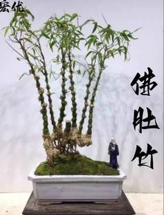 罗汉竹佛肚竹名贵竹子丛林金丝簕竹头桩室内外盆景植物红竹产地