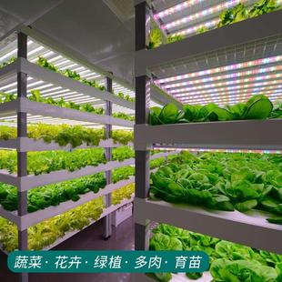 LED植物生长灯红蓝白蔬菜花卉室内水培叶菜多肉补光灯管T8全光谱