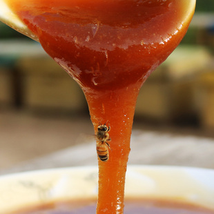 纯荞麦蜂蜜天然农家自产原生态成熟蜂巢蜜百花蜂糖原蜜500g乔麦蜜