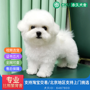 北京犬舍纯种比熊幼犬宠物狗小型白色双血统赛级法国韩系小体爆毛