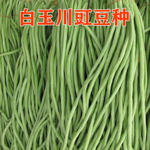 长豆角蔬菜种籽 春秋耐高温低温 白玉川豇豆种子高产早熟顺直荚长