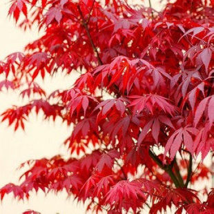 美国红枫树苗庭院花卉绿植红枫苗盆栽植物日本红枫苗盆景红枫小苗