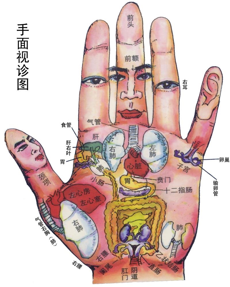 手面视诊图海报手背生物全息图谱手掌区域与脏腑对应图展板挂图