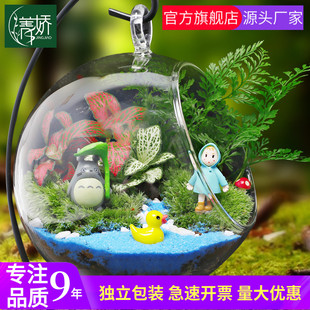 幼儿园桌面微景观生态玻璃瓶diy材料 12cm苔藓新鲜植物迷你小盆栽