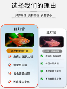 美耐养小型灯管热带鱼观赏鱼红群游南新手玻璃草缸淡水北京霓虹