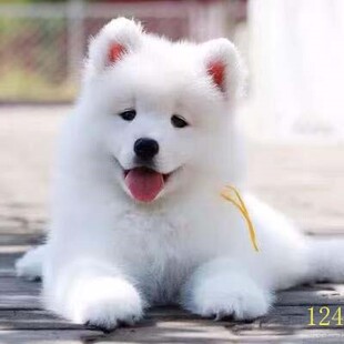 河池萨摩耶幼犬纯种萨摩耶犬活体微笑天使萨摩耶小狗雪橇犬哈士奇