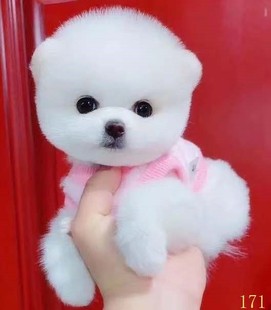 重庆博美幼犬纯种长不大茶杯犬黄白色小体型宠物狗球形俊介犬