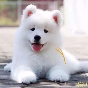 益阳萨摩耶幼犬纯种萨摩耶犬活体微笑天使萨摩耶小狗雪橇犬哈士奇