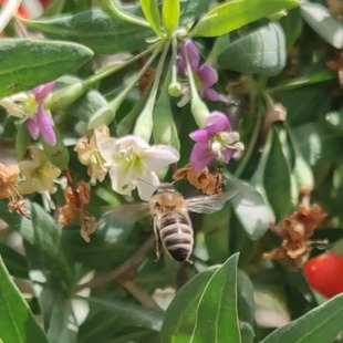 宁夏中宁枸杞花成熟封盖蜜土蜂蜜纯正天然农家自产波美度43活性酶