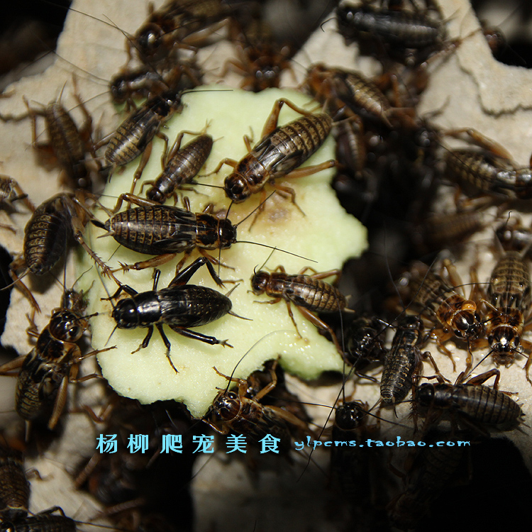 油葫芦蟋蟀活体饲料1.5cm 活体黑蟋蟀 3cm 蟋蟀活体 包邮 大号蟋蟀