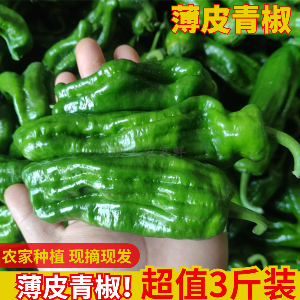 农家自种新鲜薄皮青椒辣椒时令蔬菜现摘皱皮虎皮青椒微辣