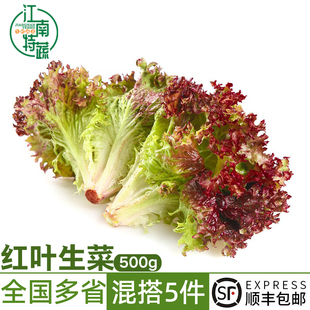 红叶生菜新鲜沙拉蔬菜生菜罗莎红西餐健身轻食食材紫生菜500g