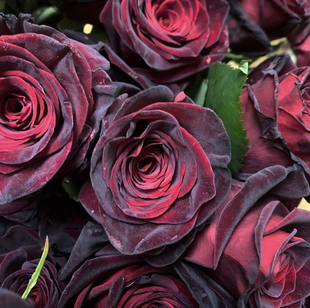 黑巴克 月季 可盆栽玫瑰花卉 花苗开花深红色丝绒质感庭院爬藤四季