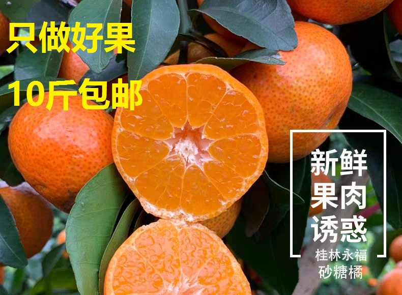 包邮 广西桂林孕妇水果砂糖橘新鲜桔子10斤