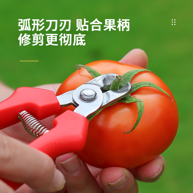 不锈钢窝型摘果剪番茄苹果专用剪橘子采摘剪水果果柄凹形修枝剪刀