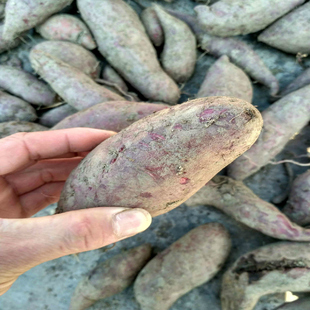 山河星新鲜紫薯蕃薯农家红心蜜薯紫心红薯水果蔬菜小香薯地瓜5斤