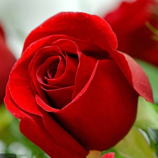 盆栽庭院地栽特大花浓香 大红色红玫瑰花苗易活植物卡罗拉阳台四季