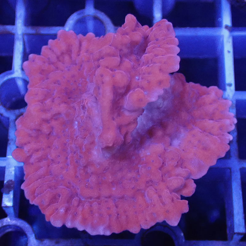 印尼金红色熔岩瓦珊瑚
