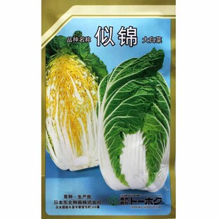 似锦大白菜种子不易抽苔黄芯耐寒外叶绿早熟抗根肿种籽 包邮 农播王