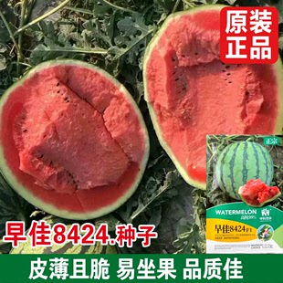 甜西瓜早佳8424种子孑大全 春季 冰糖麒麟西瓜种籽黄皮西瓜种籽四季