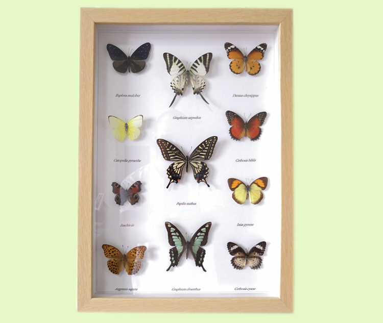 家居书房 蝴蝶标本相框 蝴蝶标本装 饰画 真蝴蝶标本 昆虫标本
