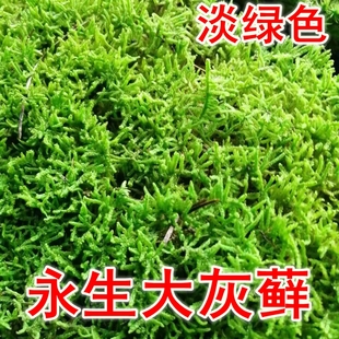 永生苔藓墙植物墙白发藓永生鹿角花鹿蕊藓大灰藓绿色免养护