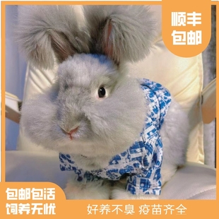 英系安哥拉兔 兔子活物 宠物兔巨型安哥拉兔 彩色英系安哥拉兔