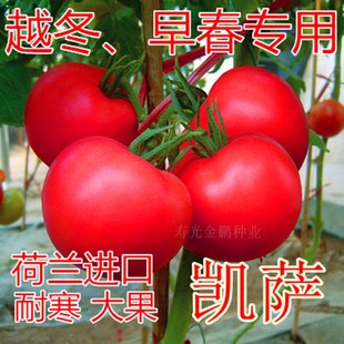 凯萨 包邮 番茄种籽西红柿种子抗病毒粉红耐寒大果高产口感好硬度高