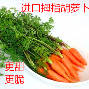 包邮 手指胡萝卜种子迷你胡萝卜种籽嫩脆儿童辅食特色蔬菜种子高产