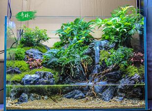 创意绿植礼品 苔藓 微景观 生态瓶 水陆两栖雨林 60cm高端定制
