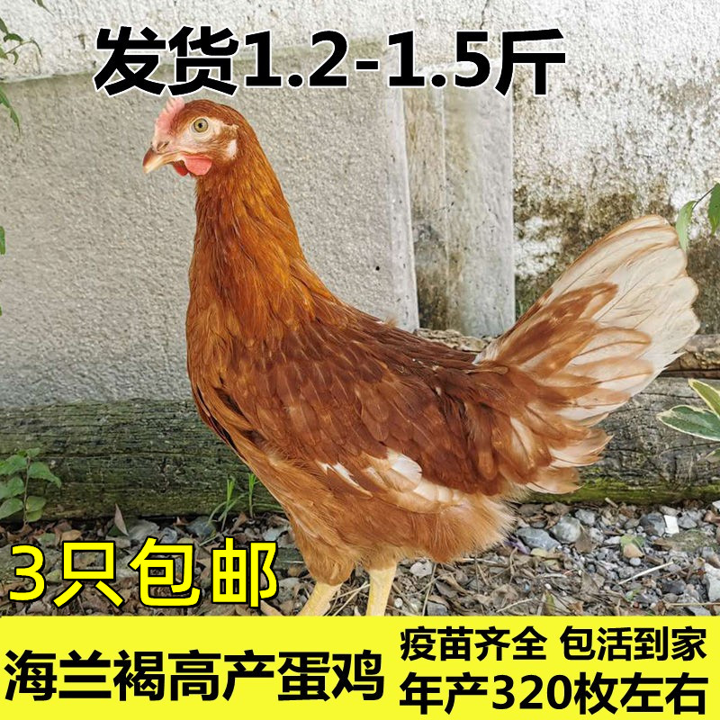 厂家1.2斤活鸡高产蛋鸡海蓝灰褐海兰褐母鸡K下蛋鸡生蛋鸡一斤半大