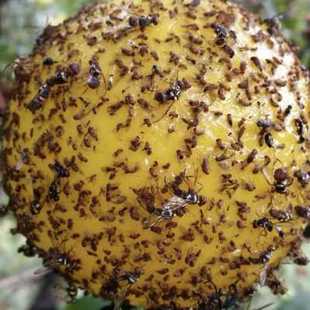粘虫球丝瓜果实蝇贴诱蝇球针蜂马蜂色引诱剂果蝇诱捕器双面黄 新品