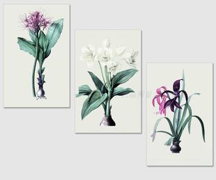 美式 现代简约风格 饰画画心画布进口喷绘画芯 阔叶植物花卉图鉴装