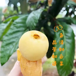 象山高湾农家自种纯甜白玉枇杷白梨枇杷自然成熟新鲜采摘5斤水果