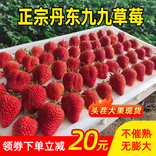 丹东草莓99牛奶草莓红颜九九草莓奶油新鲜大草莓久久孕妇水果当季