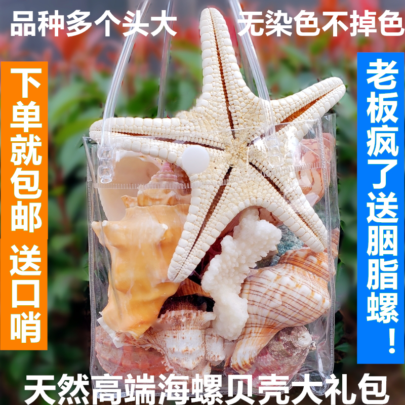 海星标本鱼缸造景海螺贝壳收藏送学生礼物 天然超大海螺贝壳套装