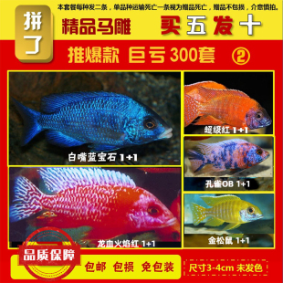 三湖慈鲷火焰红孔雀类慈鲷类蓝色黄彩色家庭鱼缸鱼苗观赏鱼可混养