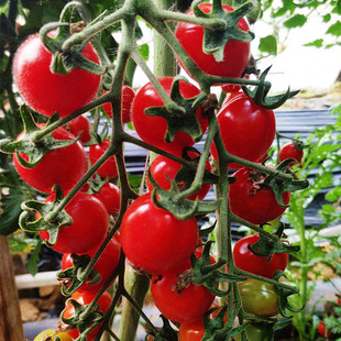 播红色圣女果种子小西红柿易种小番茄籽180粒彩袋原包装 四季