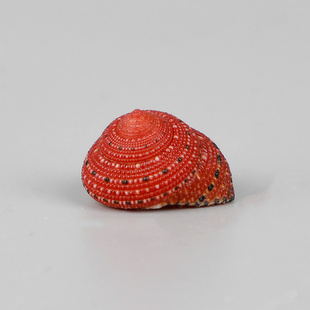 草莓钟螺天然稀有海螺贝壳标本收藏鱼缸造景卷贝鱼小豆丁蟹替换壳