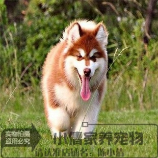 赛级阿拉斯加犬幼犬出售红色桃脸巨型雪橇犬家养活体宠物狗狗y