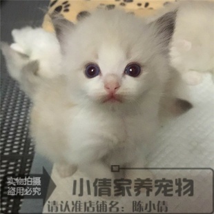 猫咪n 纯种布偶猫幼猫海豹双色奶油色幼崽 上海出售布偶猫活体