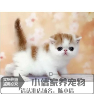 纯种出售加菲猫宠物猫异国短毛猫幼猫活体赛级加菲猫红白净梵n